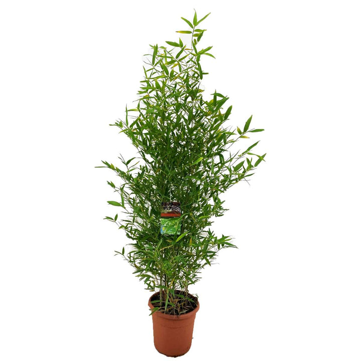 Phyllostachys 'Bissetii' - XL bambukas - FloraStore