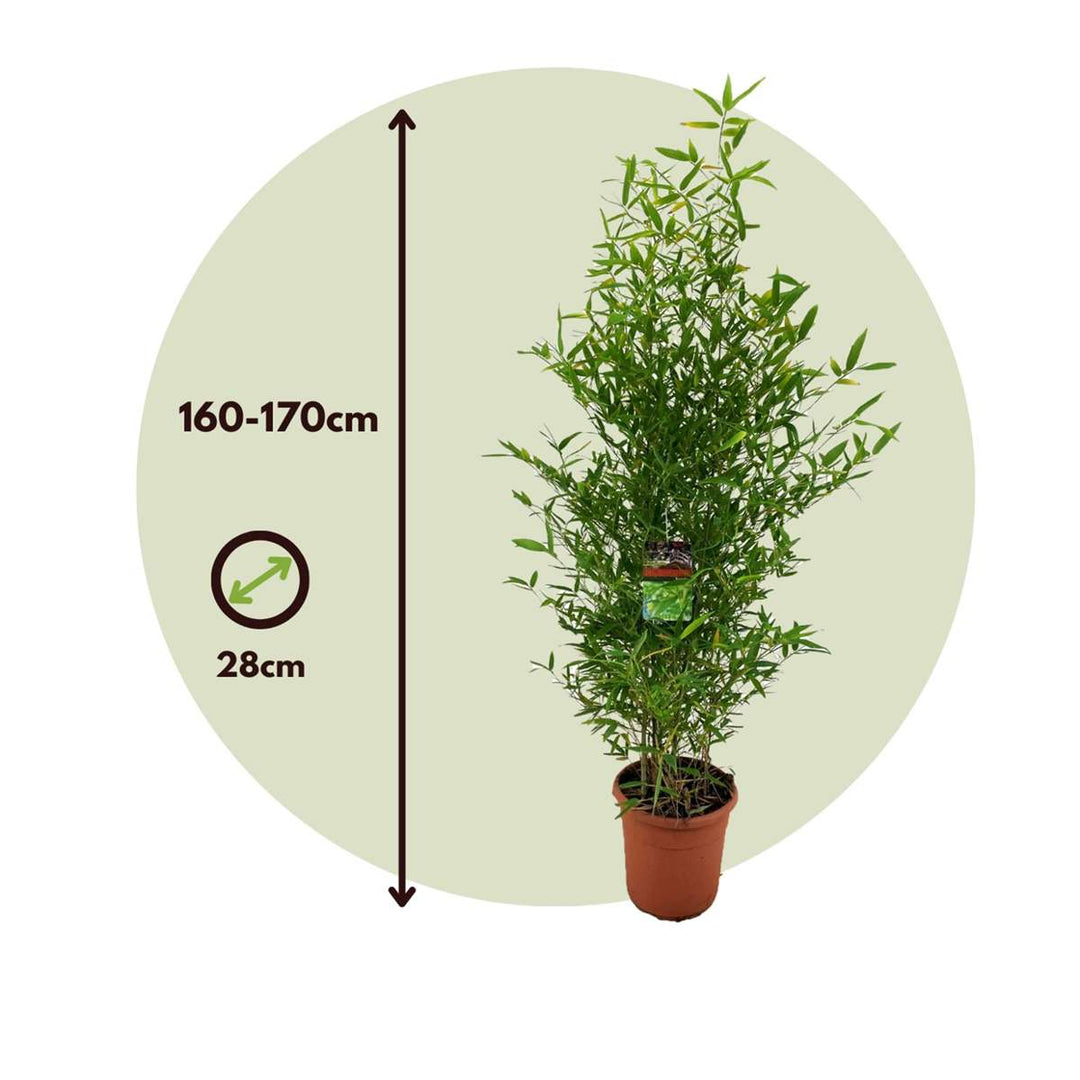 Phyllostachys 'Bissetii' - XL bambukas - FloraStore