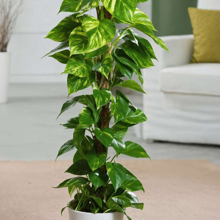 Epipremnum Scindapsus Aureum - set od 2 komada