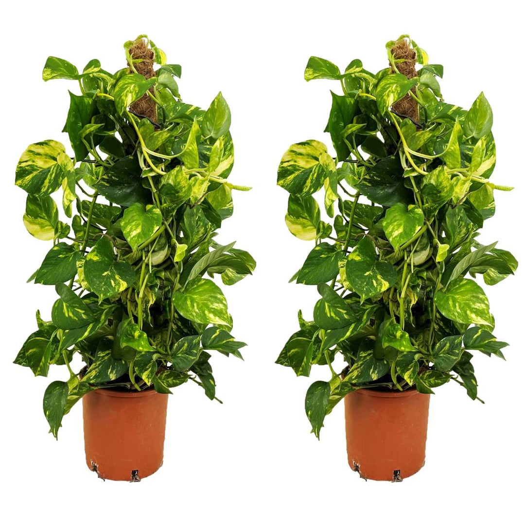 Epipremnum Scindapsus Aureum - set od 2 komada