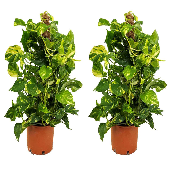 Epipremnum Scindapsus Aureum - set od 2 komada