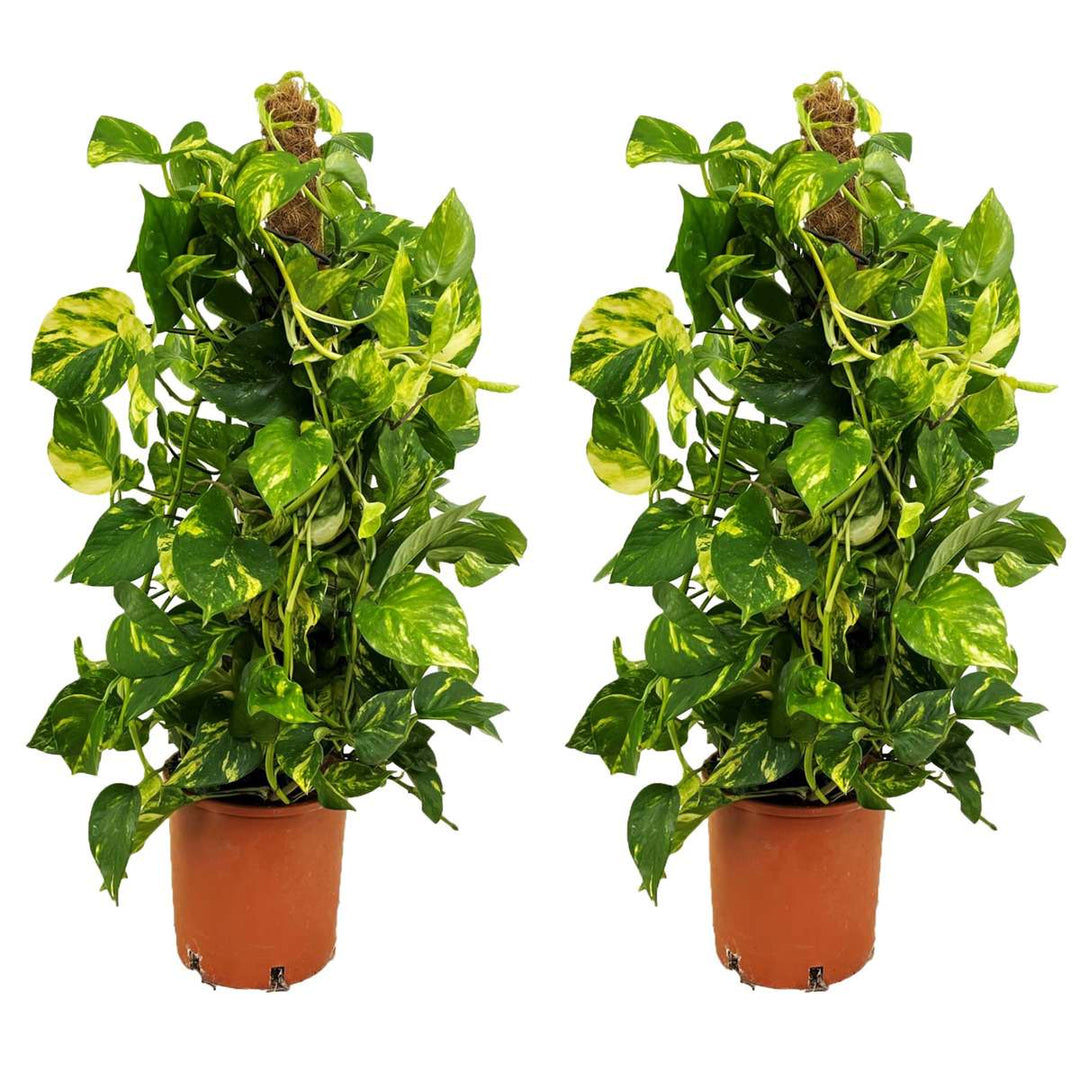 Epipremnum Scindapsus Aureum - set od 2 komada