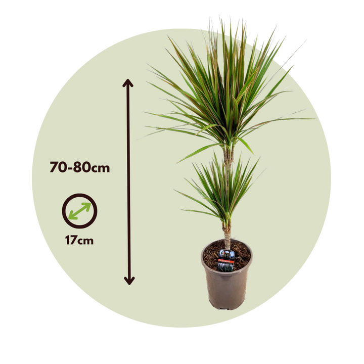 Dracaena marginata Bicolor - 2 kusy - Strom dračí krve
