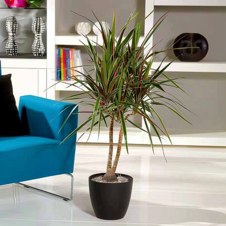 Dracaena marginata Bicolor - Drakenbloedboom