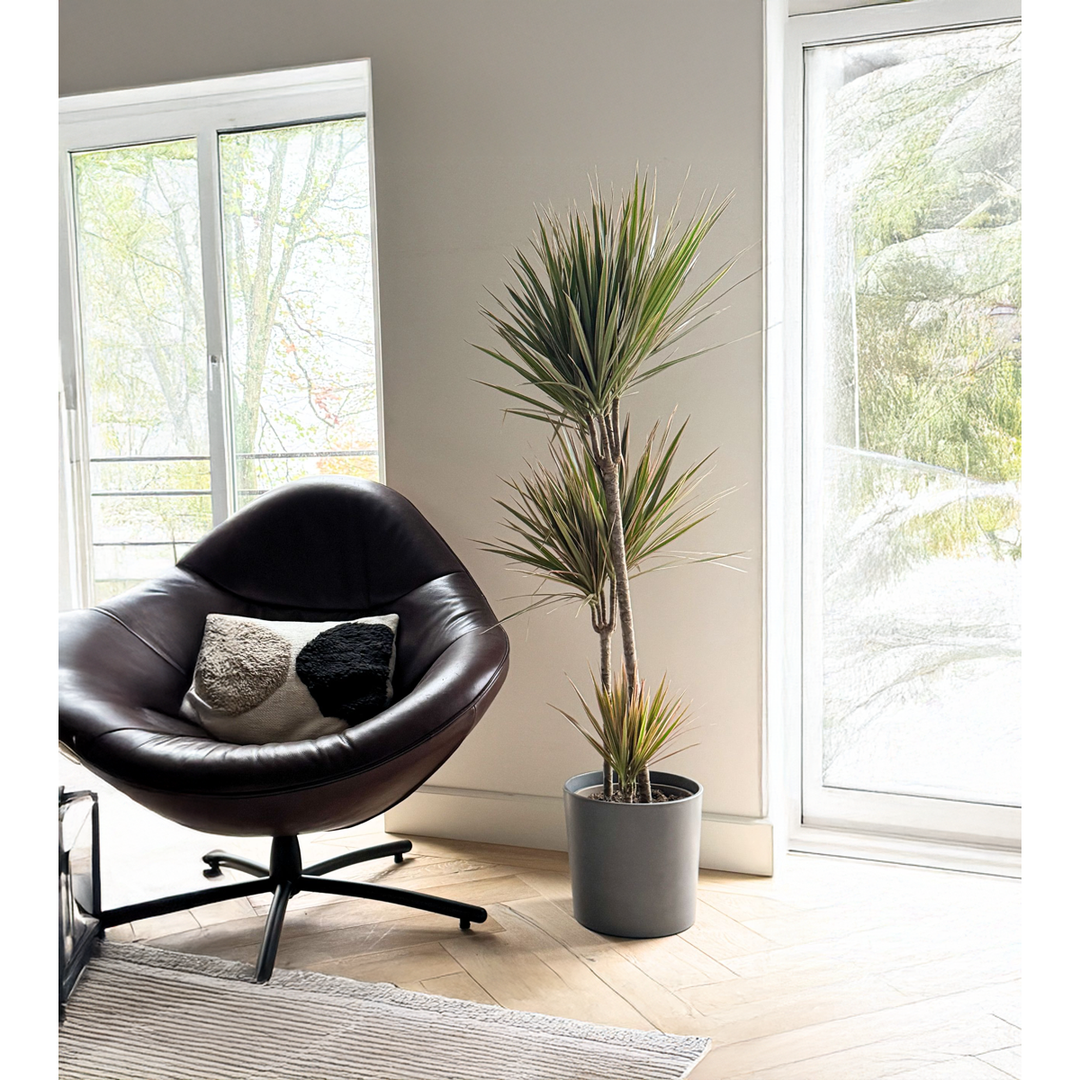 Dracaena marginata Bicolor - Drakenbloedboom