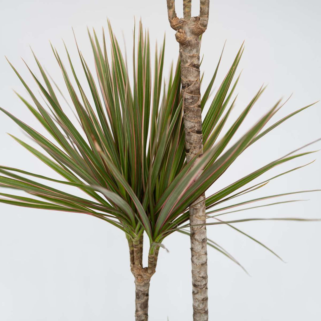 Dracaena marginata Bicolor - Drakenbloedboom