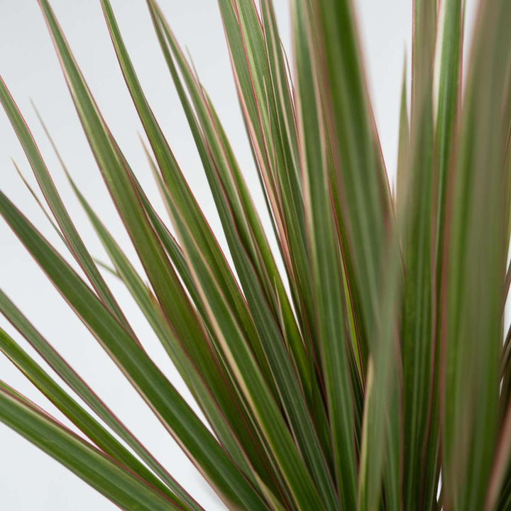 Dracaena marginata Bicolor - Drakenbloedboom