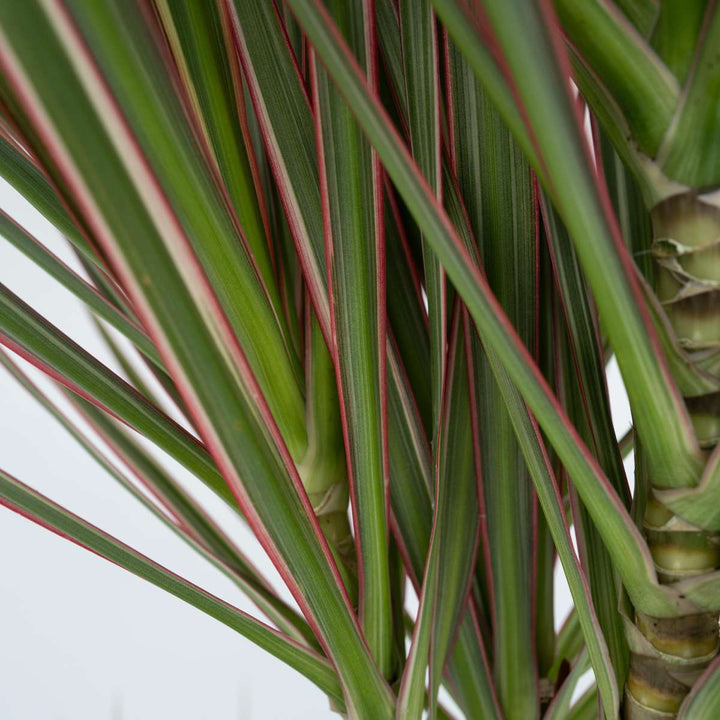 Dracaena marginata Bicolor - Drakenbloedboom