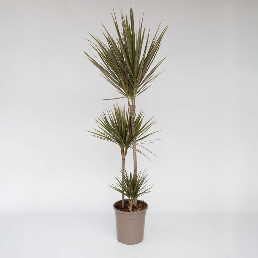 Dracaena marginata Bicolor - Drakenbloedboom