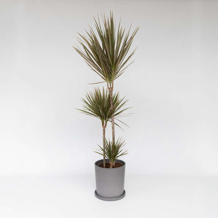 Dracaena marginata Bicolor - Drakenbloedboom