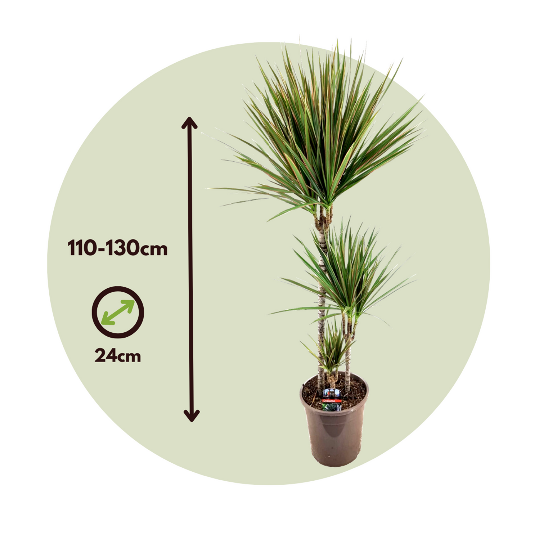 Dracaena marginata Bicolor - Drakenbloedboom