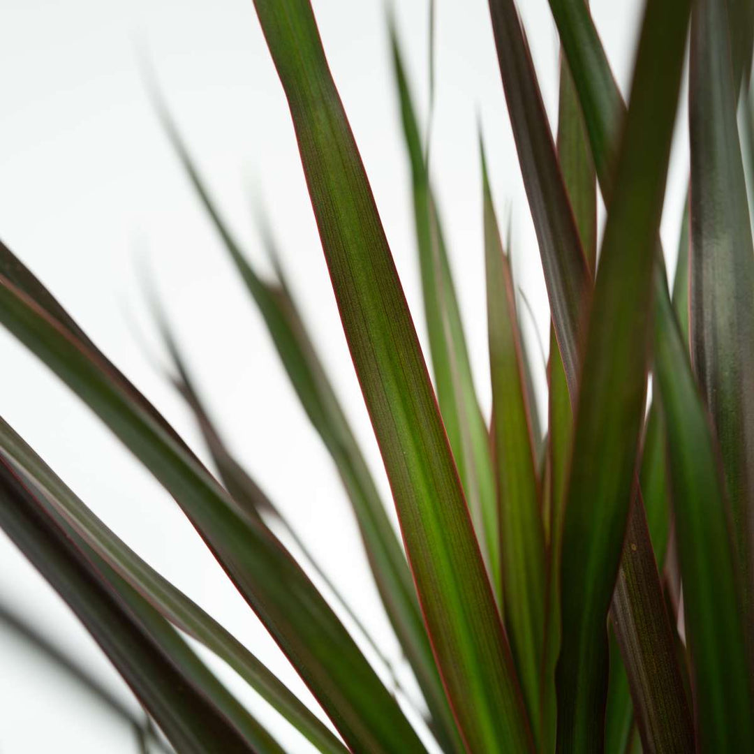 Dracaena Marginata Magenta - Drakenbloedboom