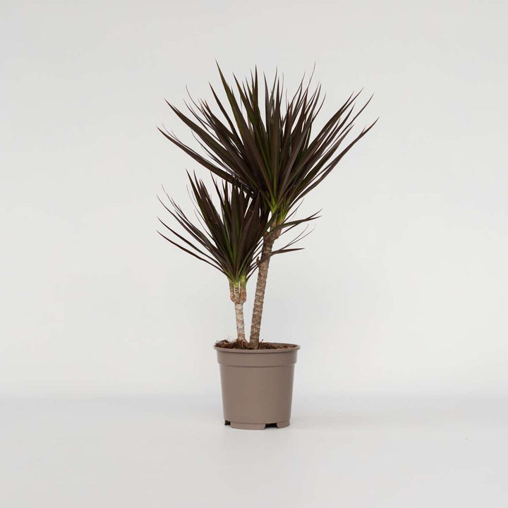 Dracaena Marginata Magenta - Drakenbloedboom