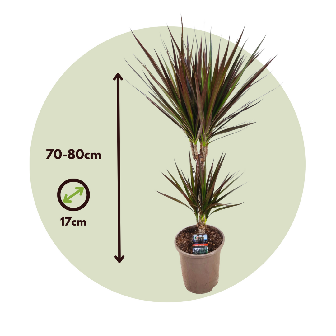 Dracaena Marginata Magenta - Drakenbloedboom