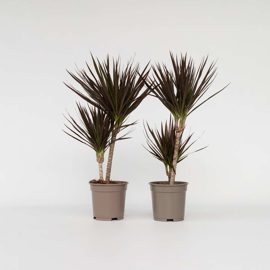 Dracaena Marginata Magenta - Set van 2