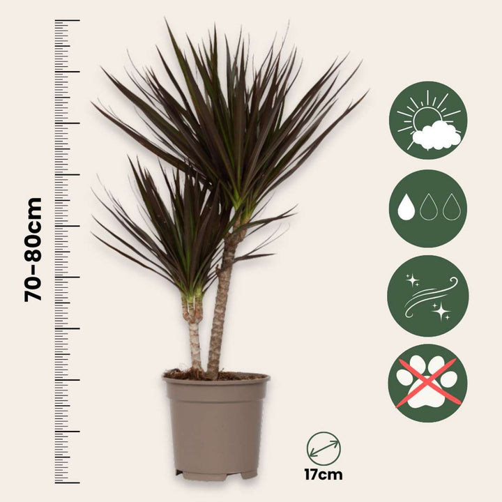 Dracaena marginata Magenta - set od 2 komada