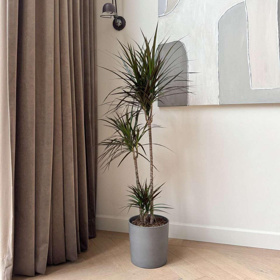 Dracaena marginata Magenta - Drakenbloedboom