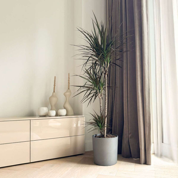 Dracaena marginata Magenta - Drakenbloedboom