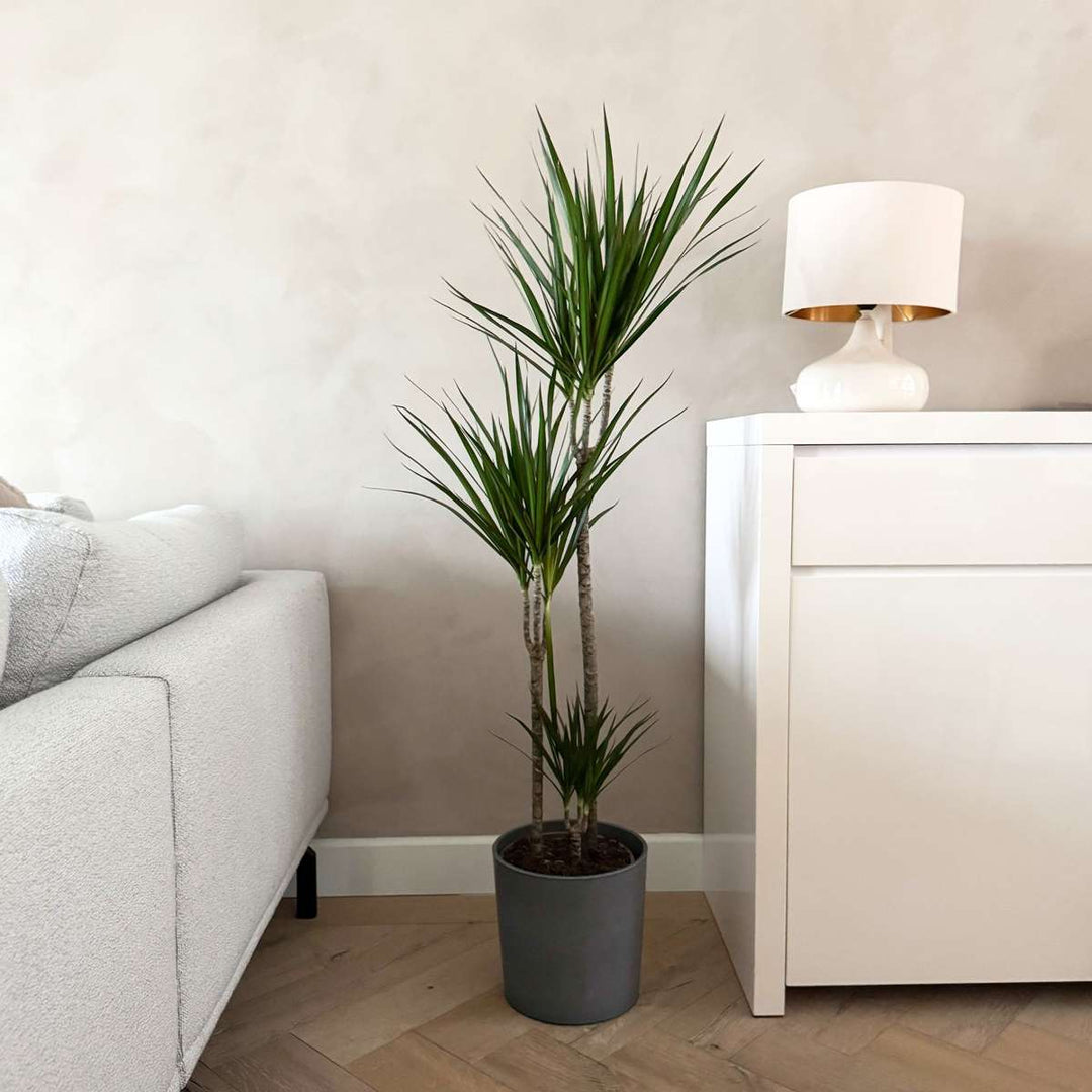 Dracaena marginata Magenta - Drakenbloedboom