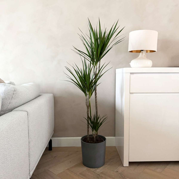 Dracaena marginata Magenta - Drakenbloedboom