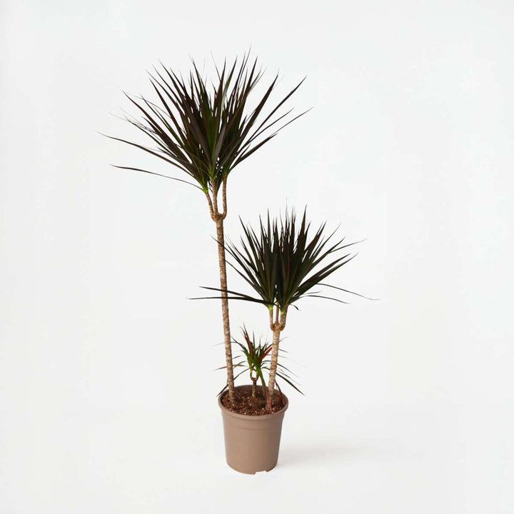 Dracaena marginata Magenta - Drakenbloedboom