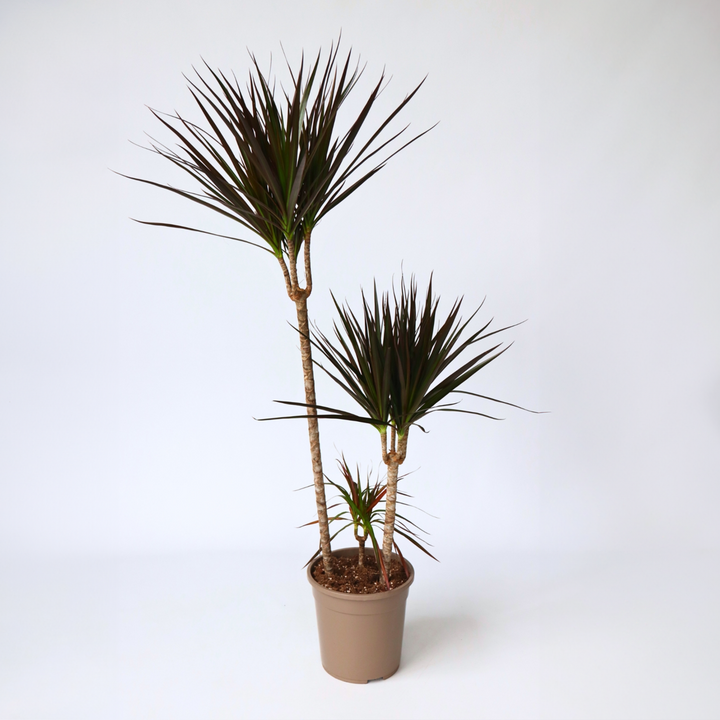 Dracaena Marginata Magenta - Drakenbloedboom