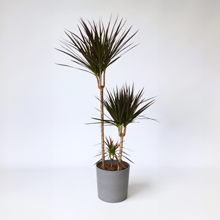 Dracaena Marginata Magenta - Drakenbloedboom