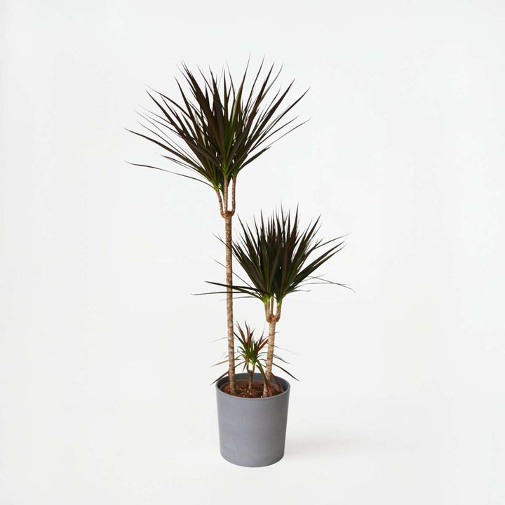 Dracaena marginata Magenta - Drakenbloedboom