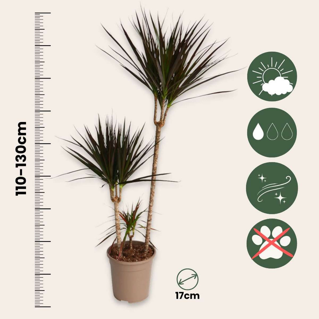 Dracaena marginata Magenta - Drvo zmajeve krvi