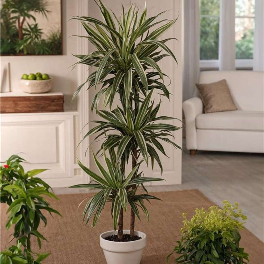 Dracaena deremensis 'Warneckei'