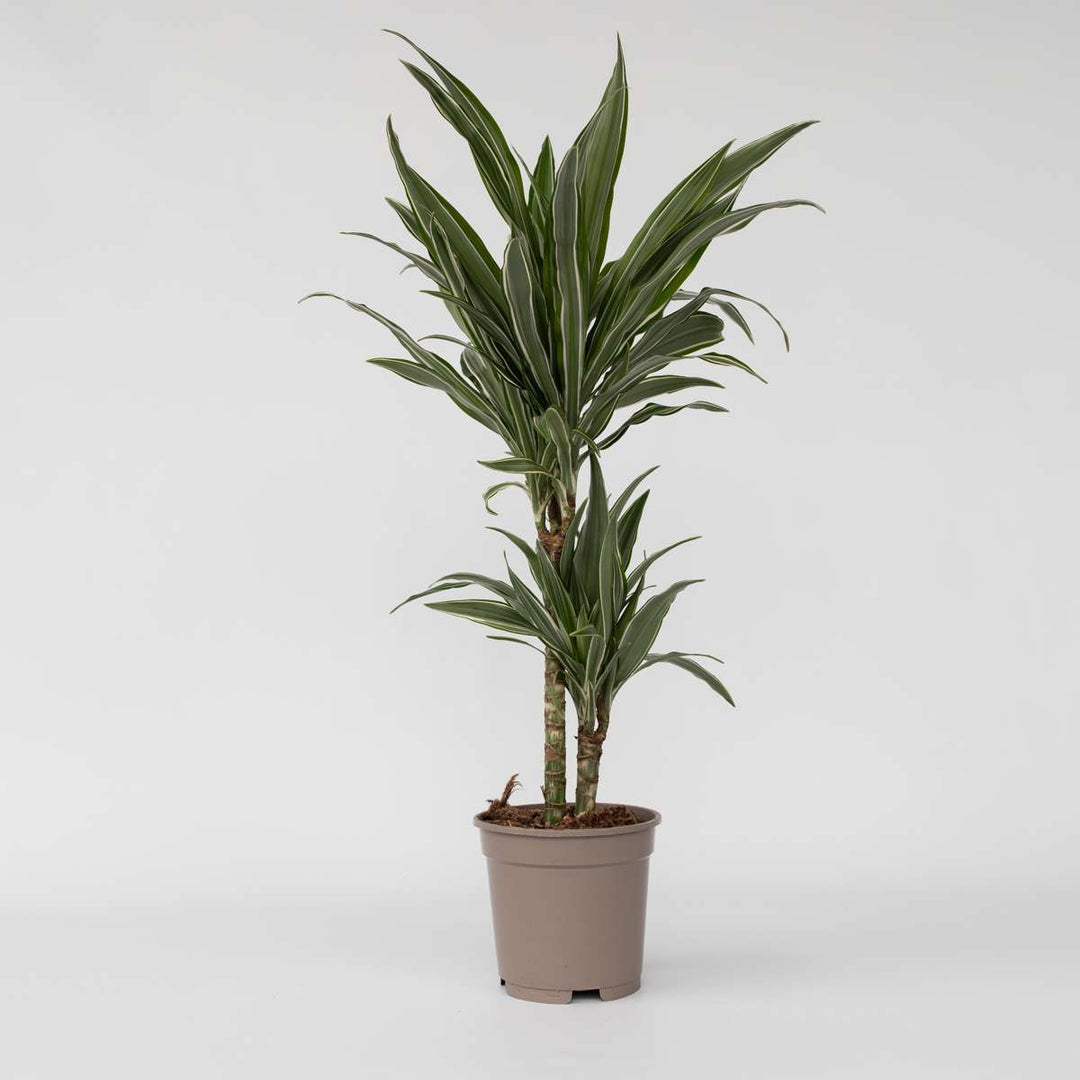 Dracaena deremensis 'Warneckei'