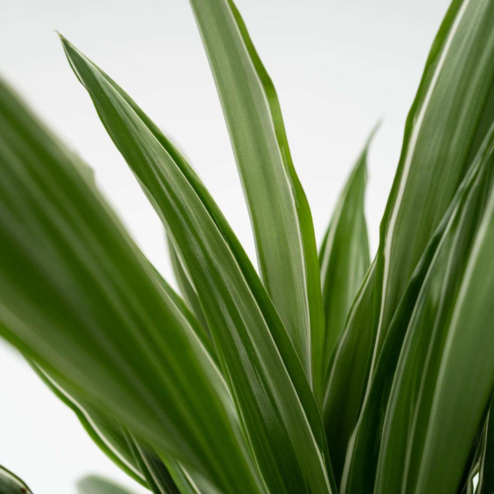 Dracaena deremensis 'Warneckei' - Set van 2