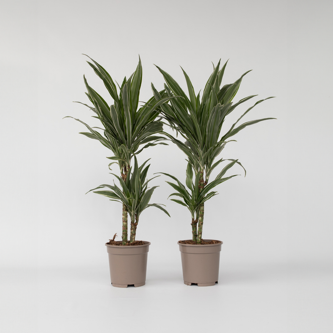 Dracaena deremensis 'Warneckei' - Set van 2