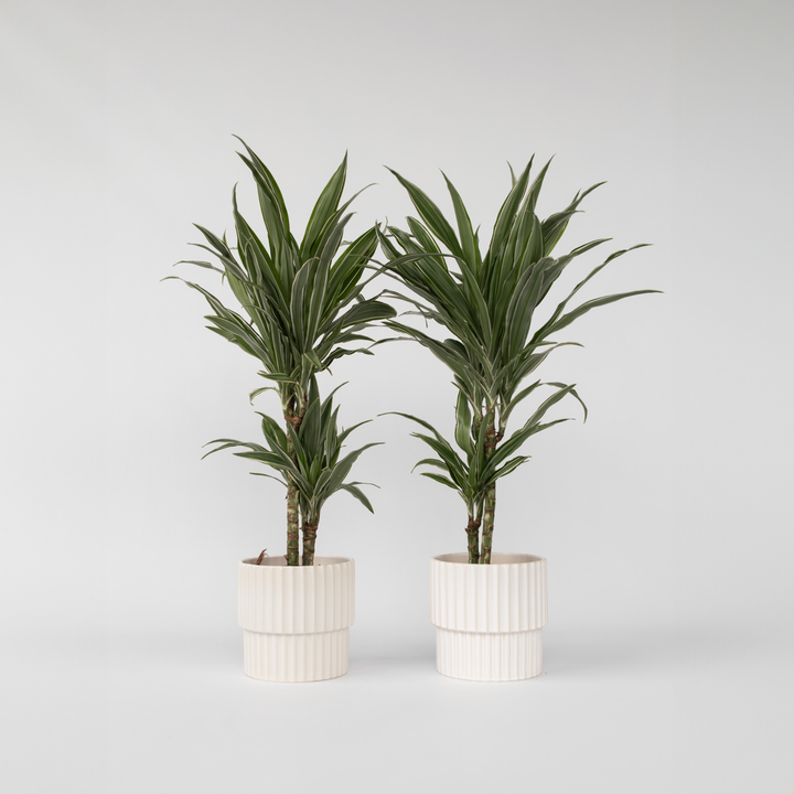 Dracaena deremensis 'Warneckei' - Set van 2