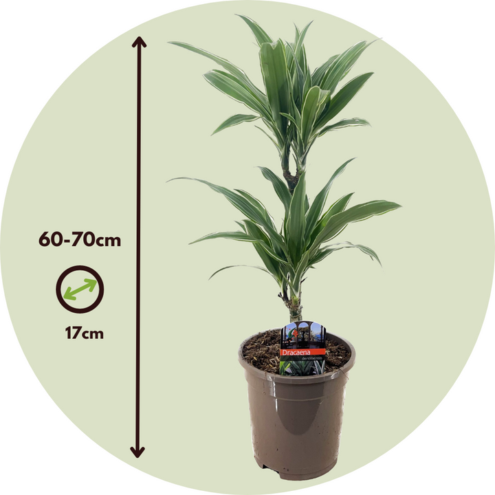 Dracaena deremensis 'Warneckei' - Set van 2