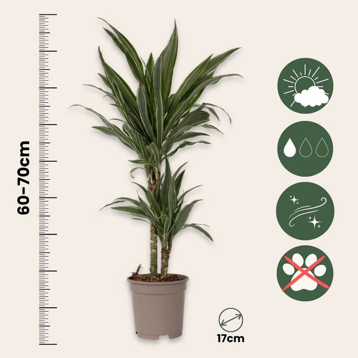 Dracaena deremensis 'Warneckei' - set od 2 komada