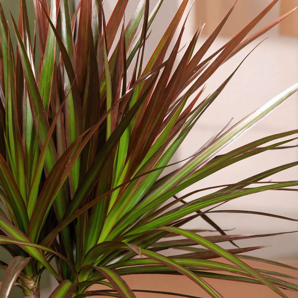 Dracaena marginata - Mješavina od 3 - Drvo zmajeve krvi - FloraStore
