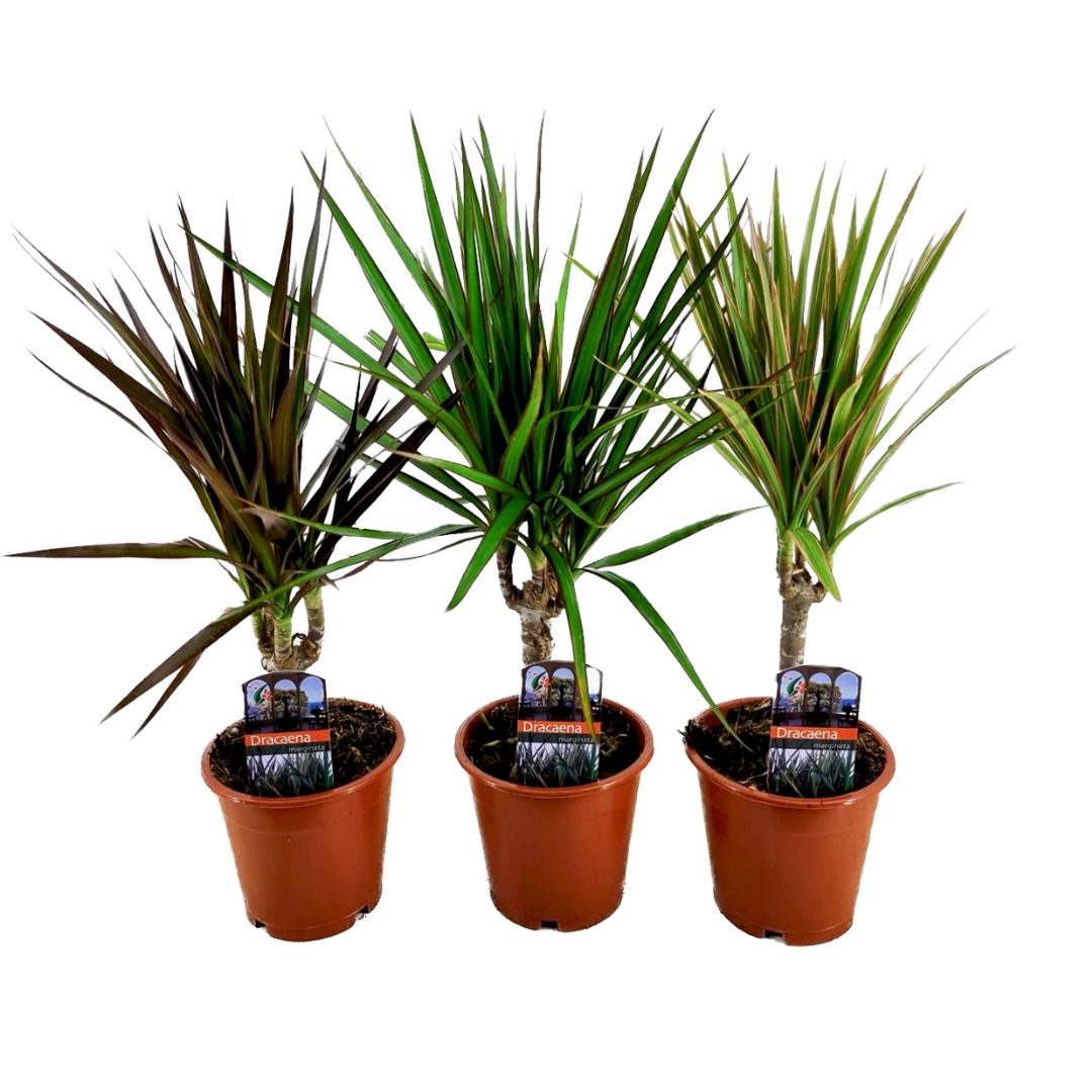 Dracaena marginata - Mješavina od 3 - Drvo zmajeve krvi - FloraStore