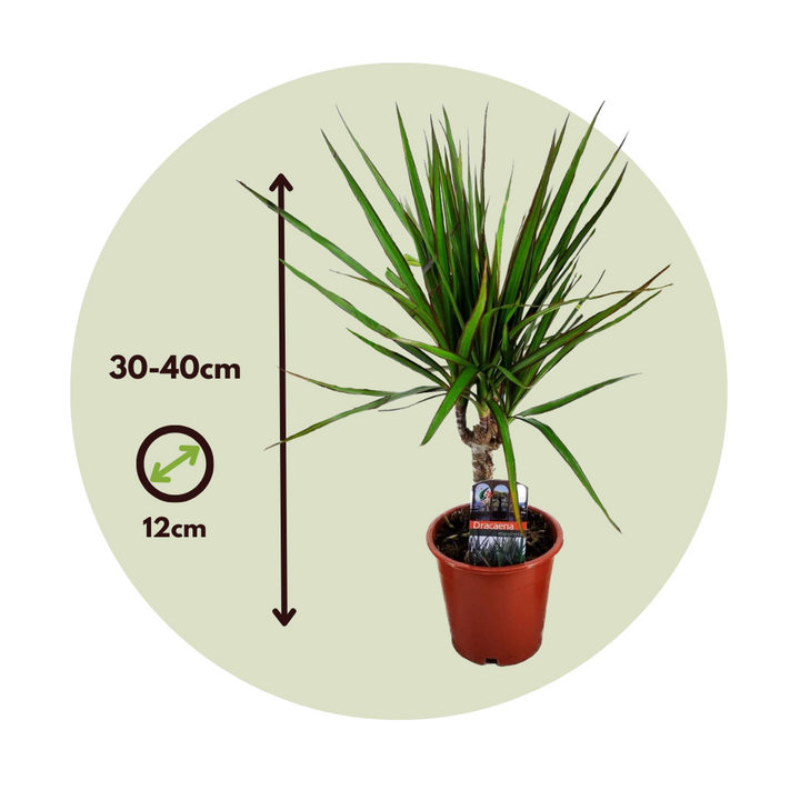 Dracaena marginata - Mješavina od 3 - Drvo zmajeve krvi - FloraStore