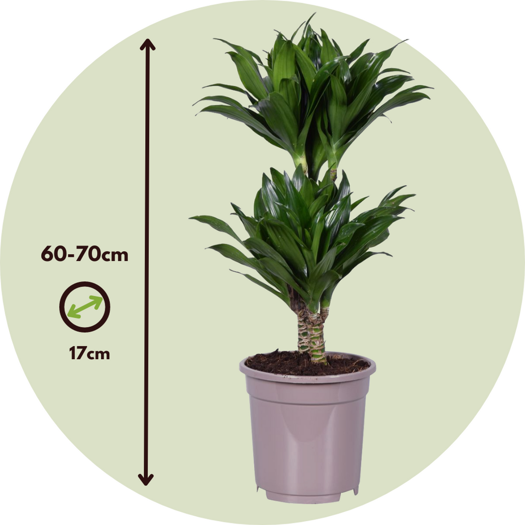 Dracaena deremensis 'Compacta' - Kamerplant