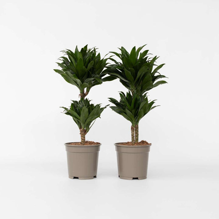 Dracaena deremensis 'Compacta' - Set van 2