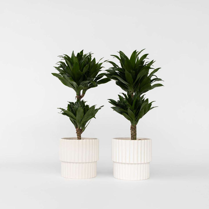 Dracaena deremensis 'Compacta' - Set van 2