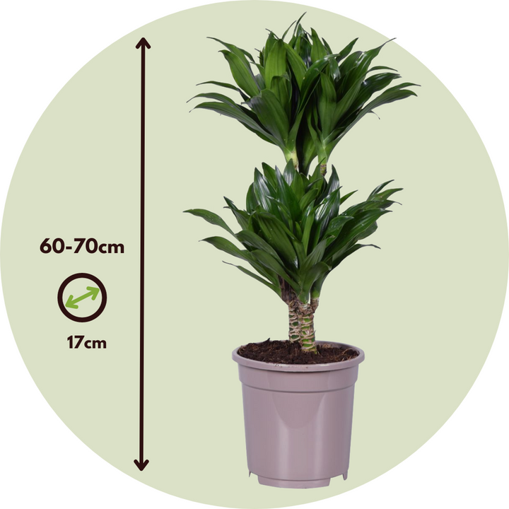 Dracaena deremensis 'Compacta' - Set van 2