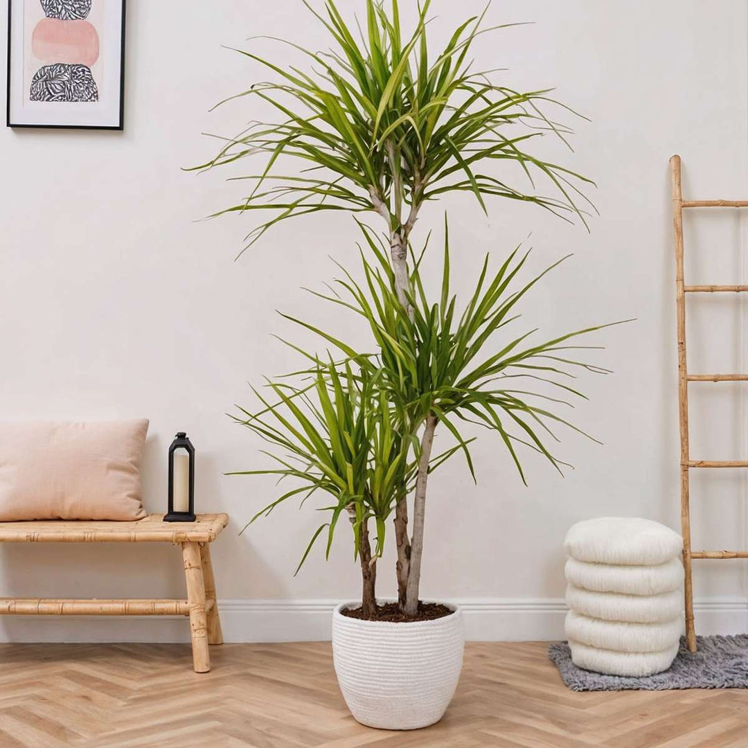 Dracaena Marginata - XL Drakenbloedboom