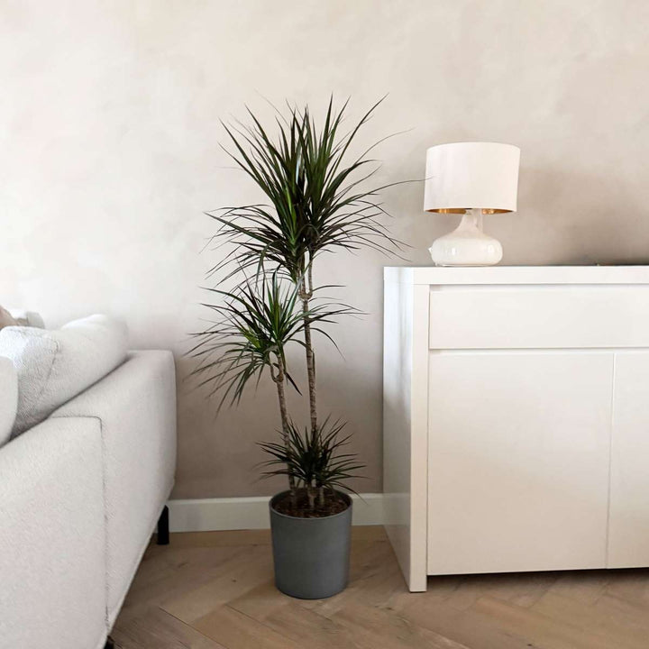 Dracaena marginata - XL Drakenbloedboom