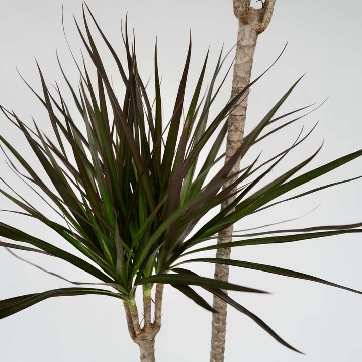 Dracaena Marginata - XL Drakenbloedboom