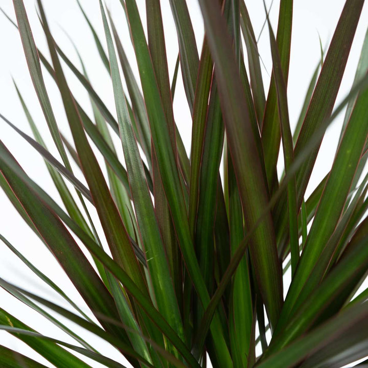 Dracaena Marginata - XL Drakenbloedboom