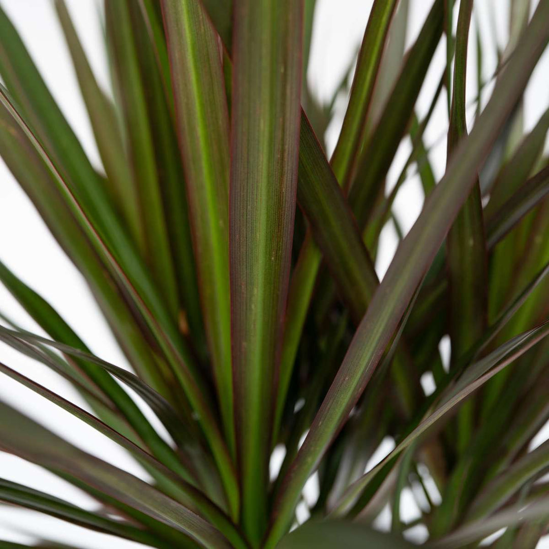 Dracaena Marginata - XL Drakenbloedboom