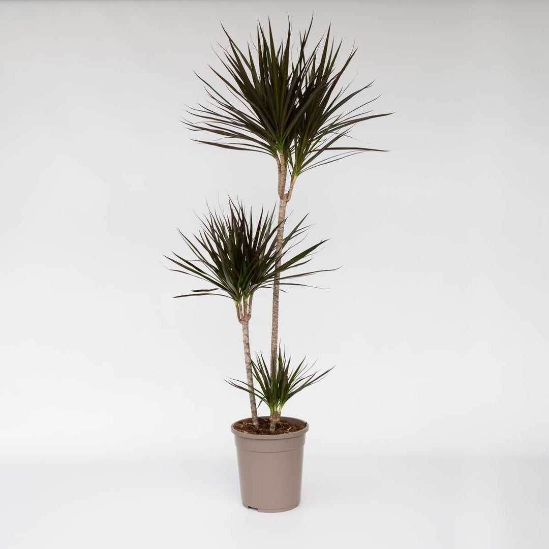 Dracaena Marginata - XL Drakenbloedboom