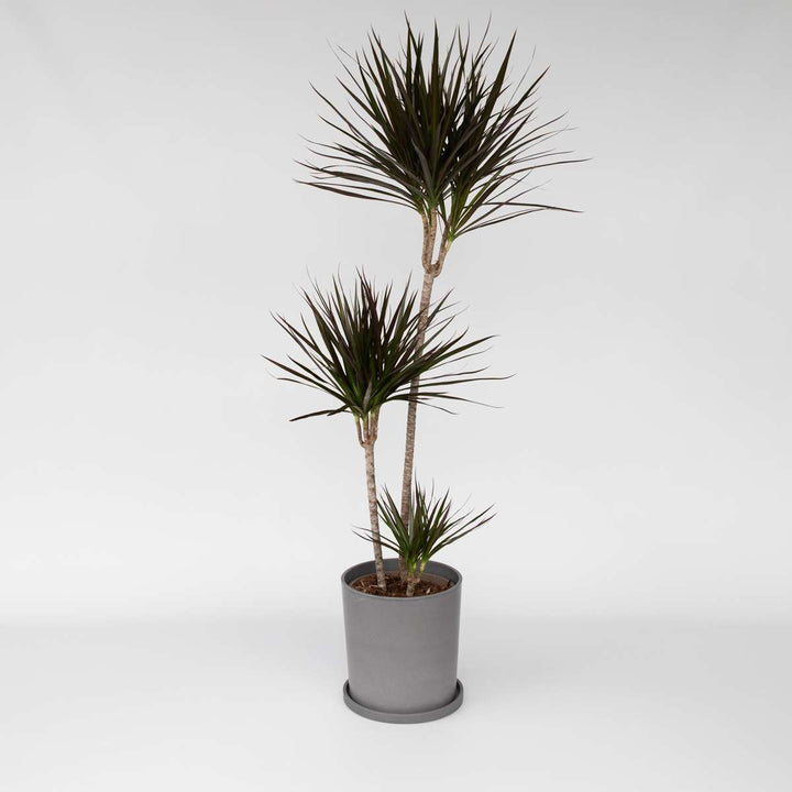 Dracaena Marginata - XL Drakenbloedboom